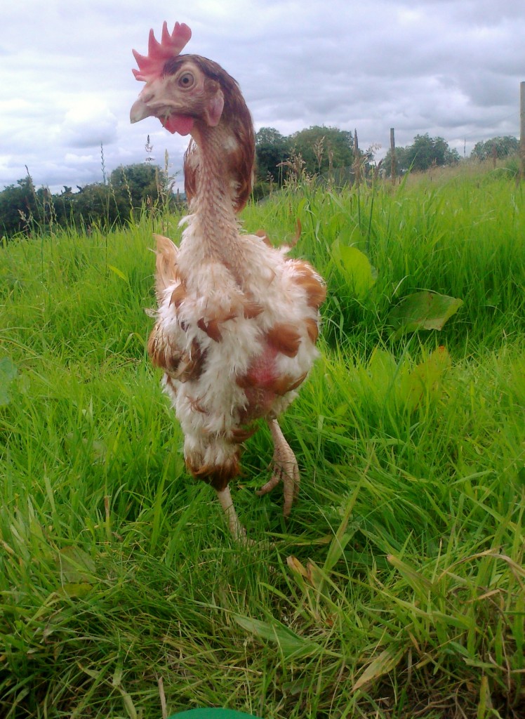 Joy, a rescued enriched battery hen