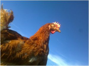 Danvers, a hen rescued from an enriched battery cage, enjoying sunshine for the first time in her life at Eden Farm Animal Sanctuary