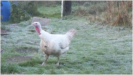 Saoirse rescued turkey at EDEN Farmed Animal Sanctuary in Ireland