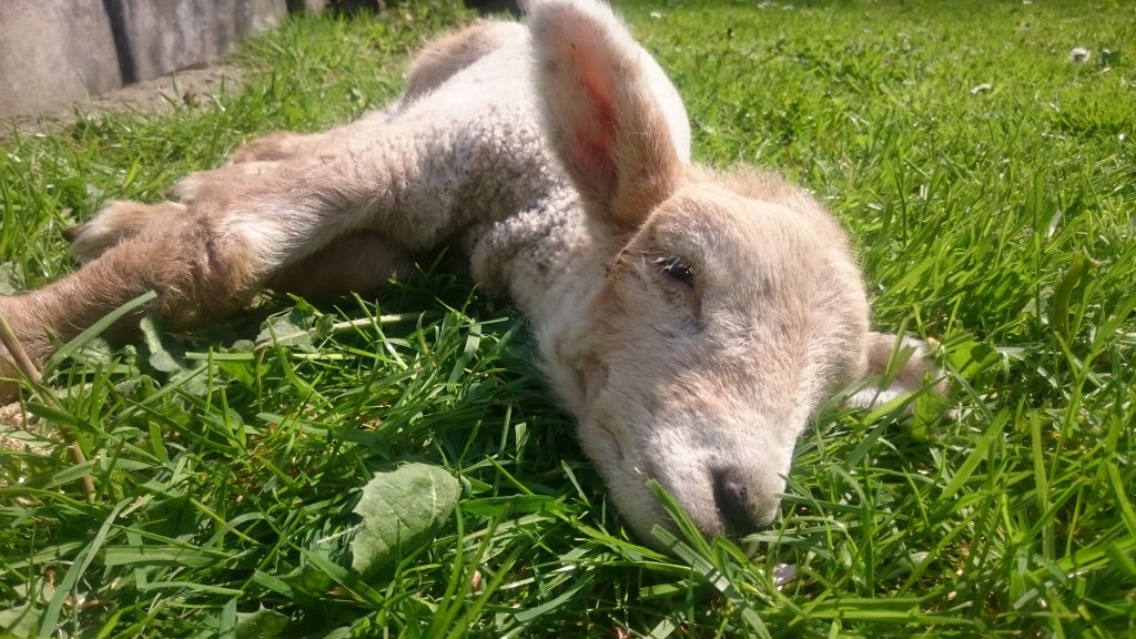 Caoimhe's Bright eye - rescued sheep at Eden Farmed Animal Sanctuary in Ireland