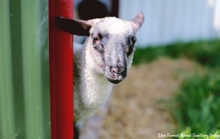 Rescued sheep Annie looking at you at Eden Farmed Animal Sanctuary in Ireland