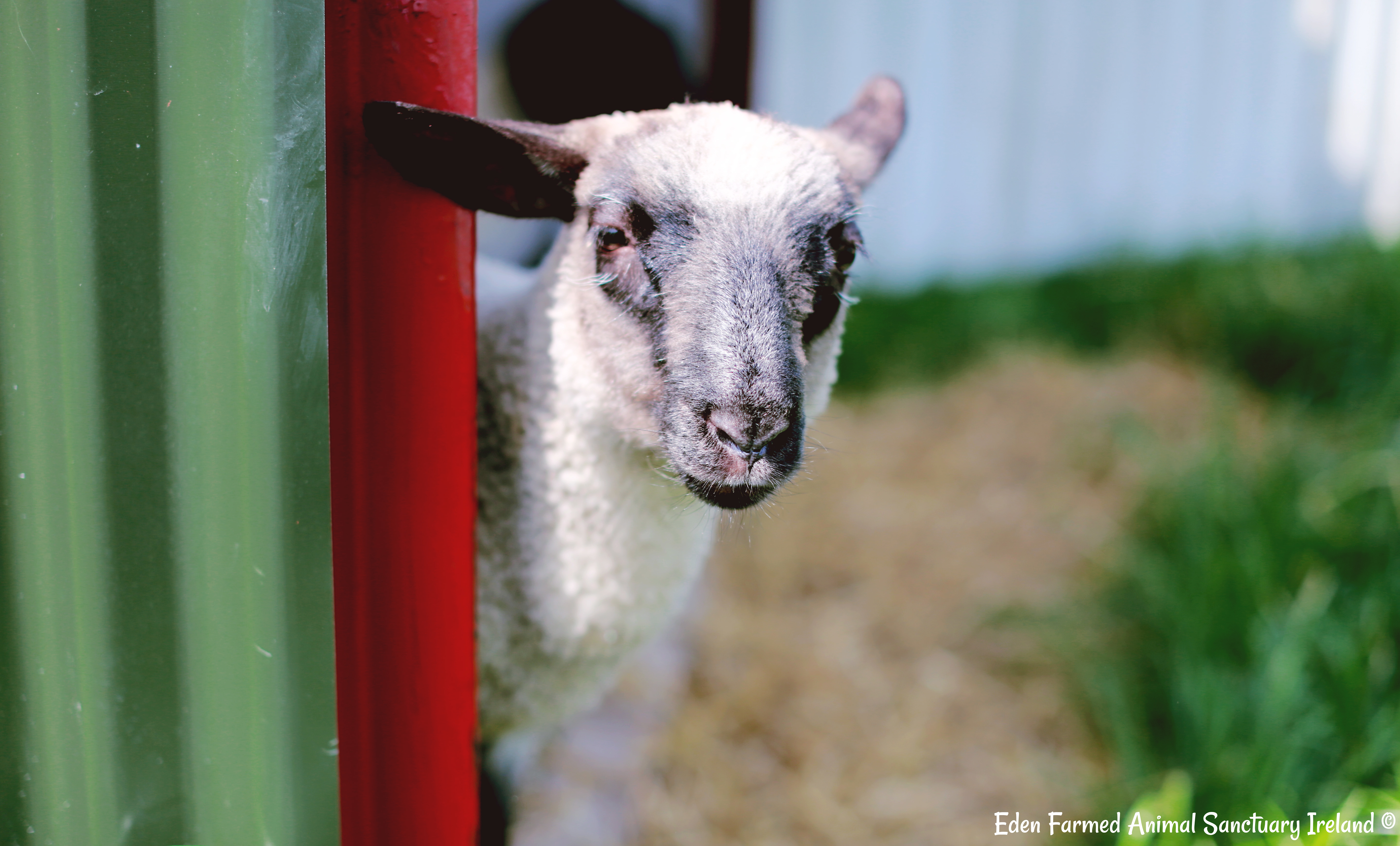 Rescued sheep Annie looking at you at Eden Farmed Animal Sanctuary in Ireland
