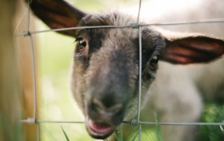 Rescued sheep Annie at Eden Farmed Animal Sanctuary in Ireland