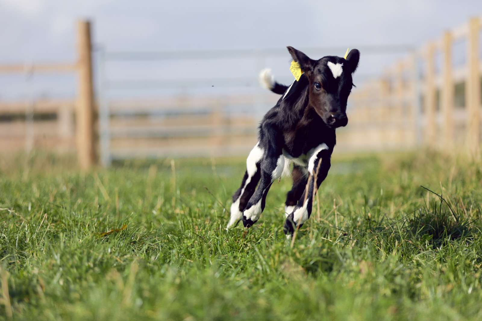 Cormac - First Cow at Eden Animal Farmed Sanctuary