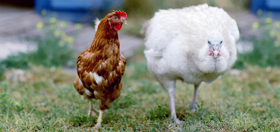 Eden Farmed Animal Sanctuary Animal Rights Justice - 