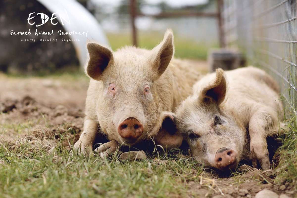 Vacancies Eden Farmed Animal Sanctuary