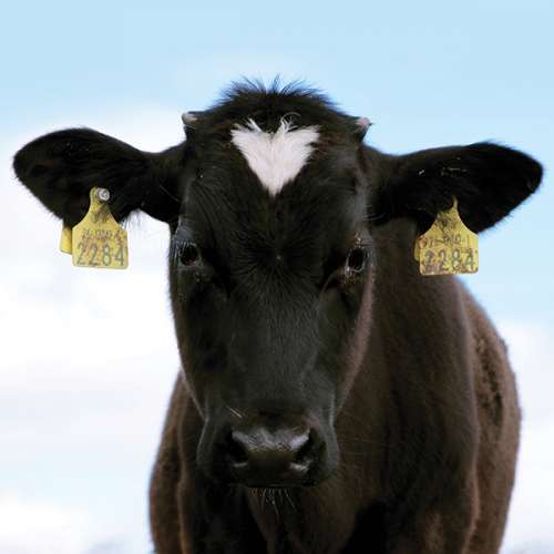 Cow called Cormac - portrait