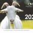 Eden Farmed Animal Sanctuary - Calendar 2024 - front cover