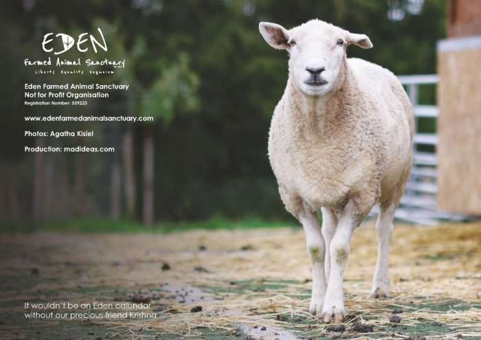 Eden Farmed Animal Sanctuary - Calendar 2024 - back cover