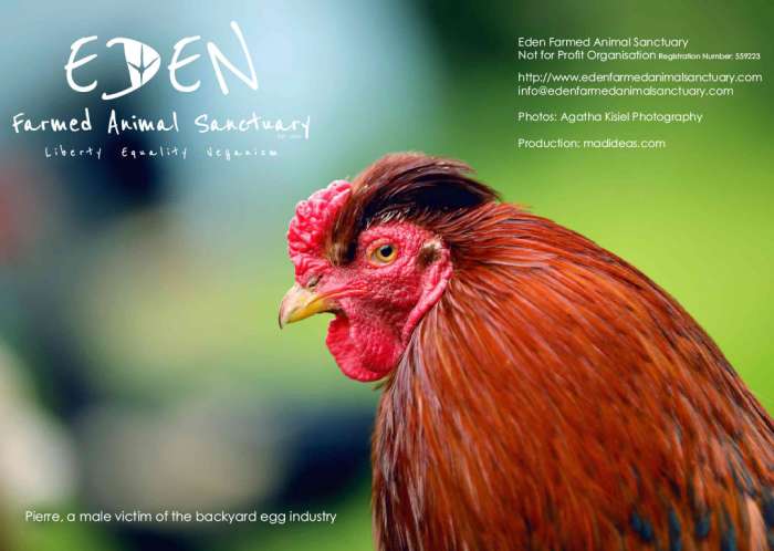 Eden Farmed Animal Sanctuary - Calendar 2022 back cover