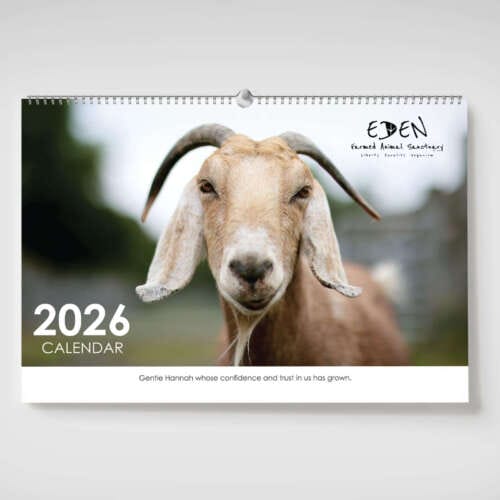 Eden Farmed Animal Sanctuary Calendar 2026 Front