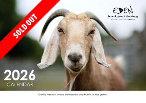 Calendar 2026 Front Cover - Eden Farmed Animal Sanctuary