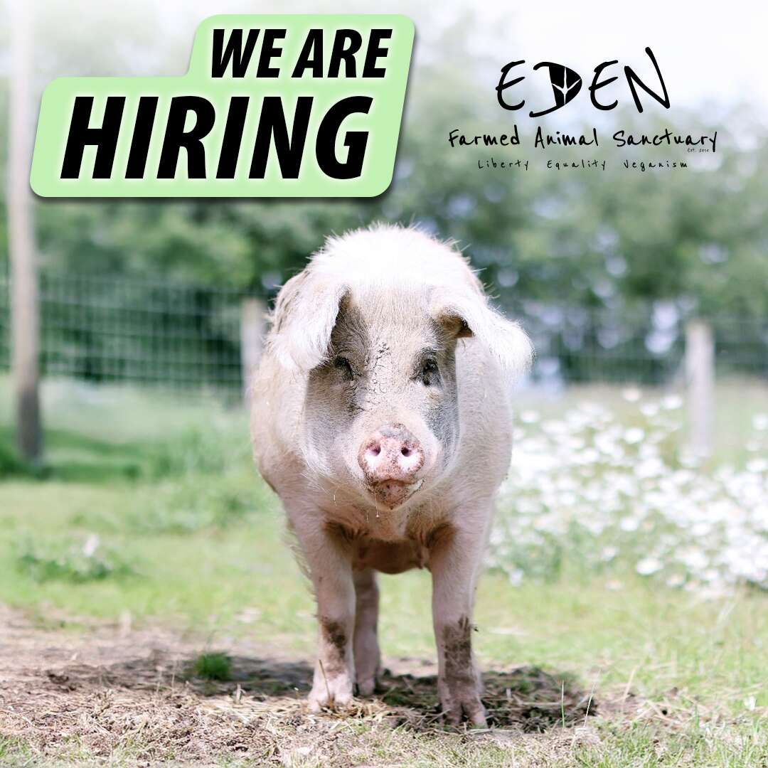 WE ARE HIRING-Aug 2025 Emily WE ARE HIRING-Dec 2024